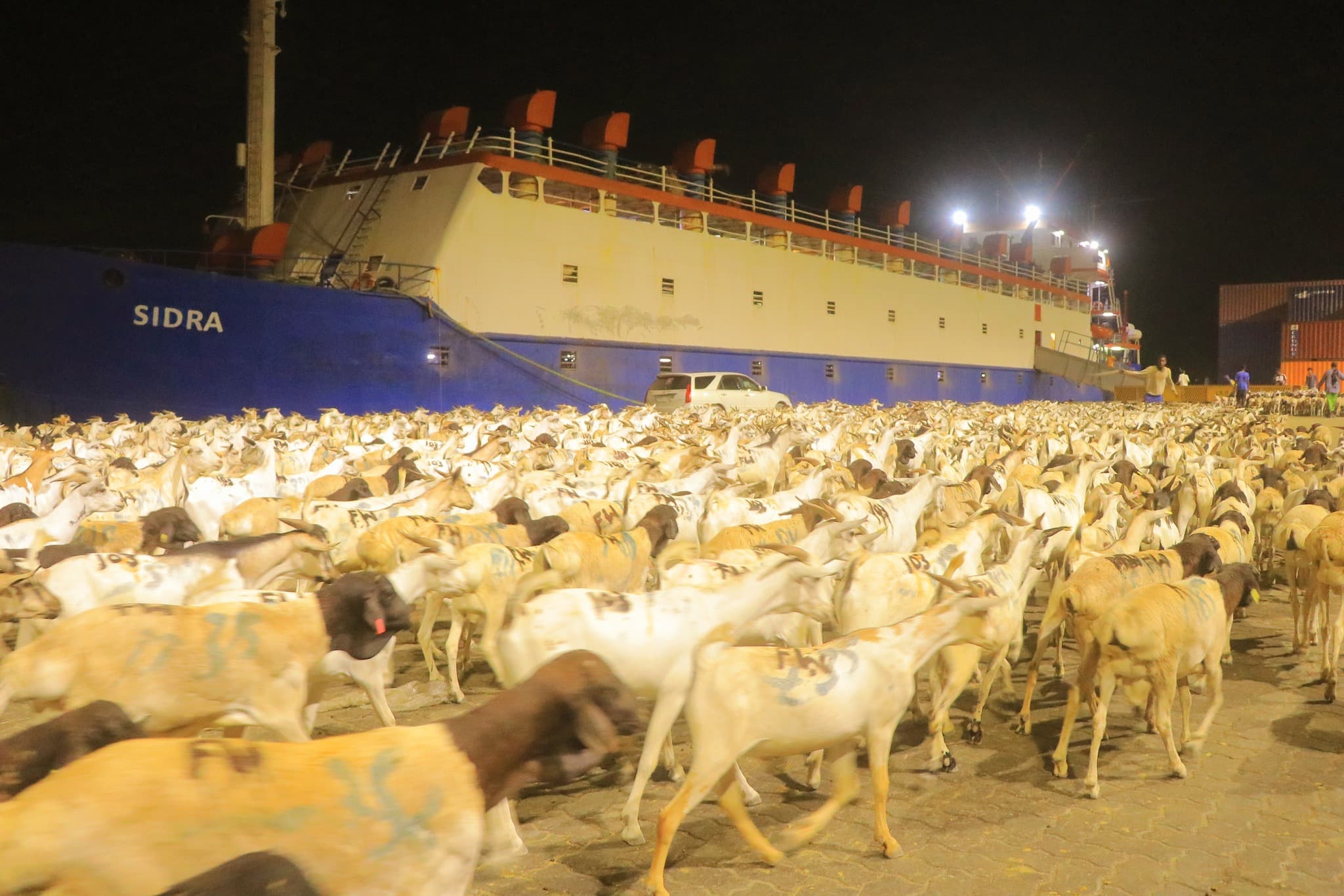 Puntland oo bilaawday dhoofinta xoolaha ee bisha Carafo