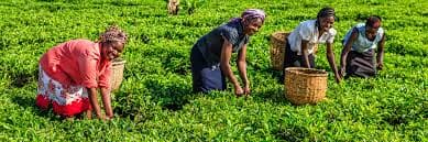 Dakhliga Kenya ka soo gala dhoofinta shaaha oo kordhay