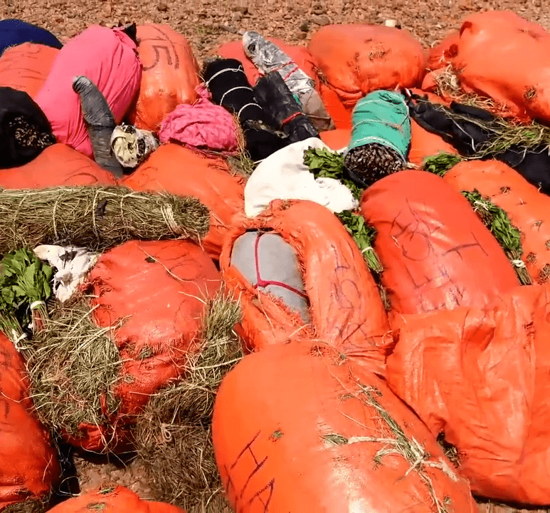 Xirmooyin jaad ah oo lagu qabtay gobolka Cali Sabiix ee dalka Jabuuti, kuwaas oo la sheegay in si sharci-darro ah loo soo geliyay dalka, kahor inta aan la gubin si waafaqsan shuruucda canshuuraha iyo ilaalinta dhaqaalaha qaranka.