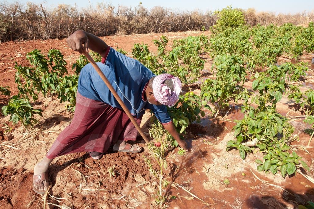 Odey Soomaaliyeed oo beertiisa ka shaqeynaya isagoo qoraxda hoostiisa taagan