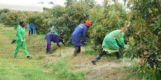 Joojinta Xilliga Dhoofinta Avokado-da ee Dekadaha Kenya.