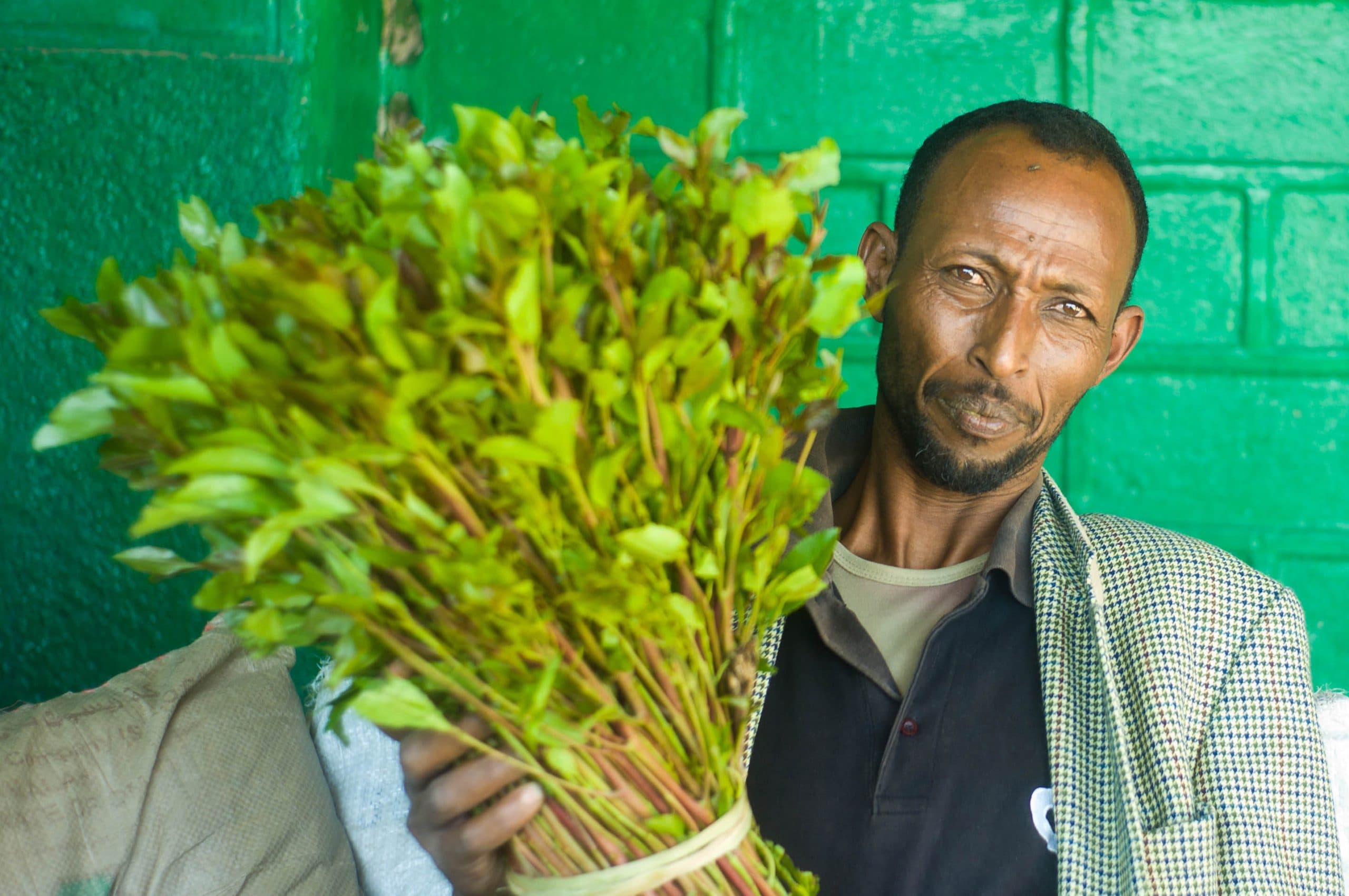 Puntland oo Mamnuucday Keenista Qaadka ee Furimaha Dagaalka