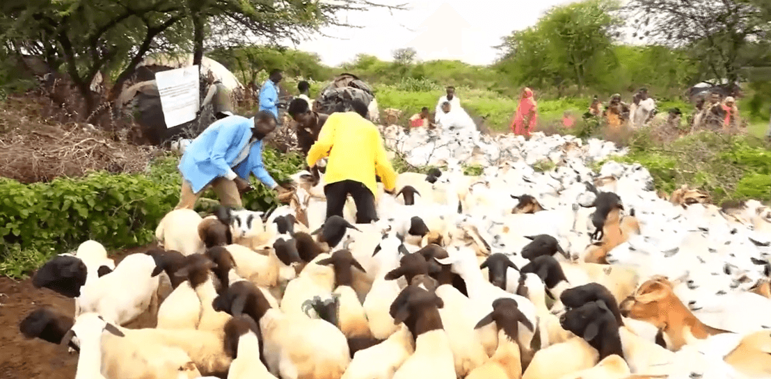 Tallaalka Xoolaha oo Ka Bilaabmay Degmooyinka Dawo
