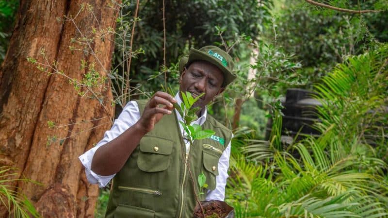 Ruto oo  daahfuray ololaha  lagu beerayo  100 milyan oo geed