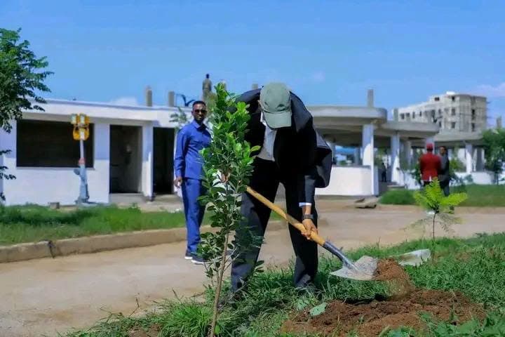 Immisa geed ayaa la qorsheeyay in laga beero Dowlad Deegaanka Soomaalida sanadkan?
