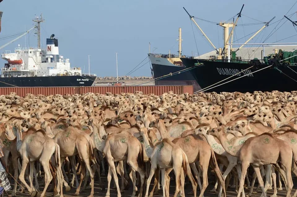 Puntland oo mamnuucday Dhoofinta Xoolaha Ka Yar Hal Sano. 