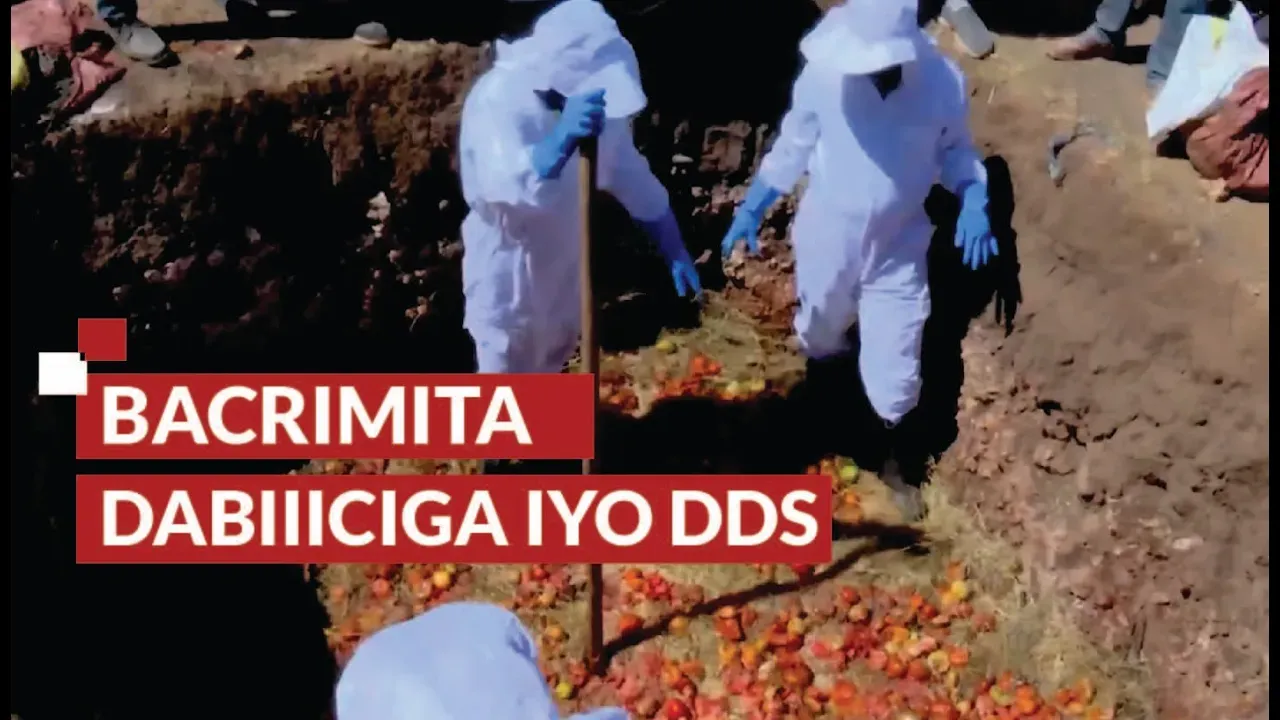 DDS oo Bilaabay Bacriminta Dabiiciga ah ee Beeraha