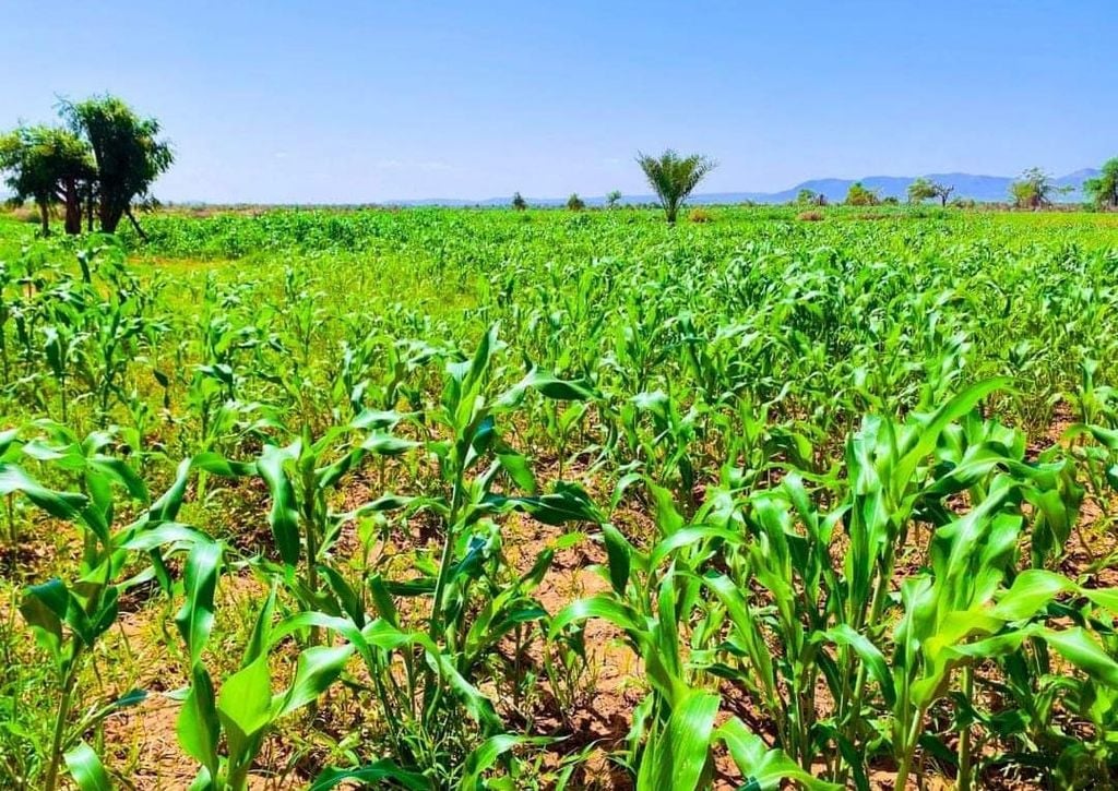 Maxay yihiin fursadaha maalgashi ee Dowlad Deegaanka Soomaalida?