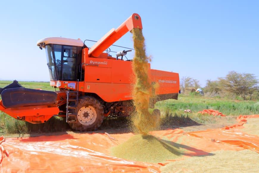 Guul laga gaaray tijaabada beerista bariiska ee Godey