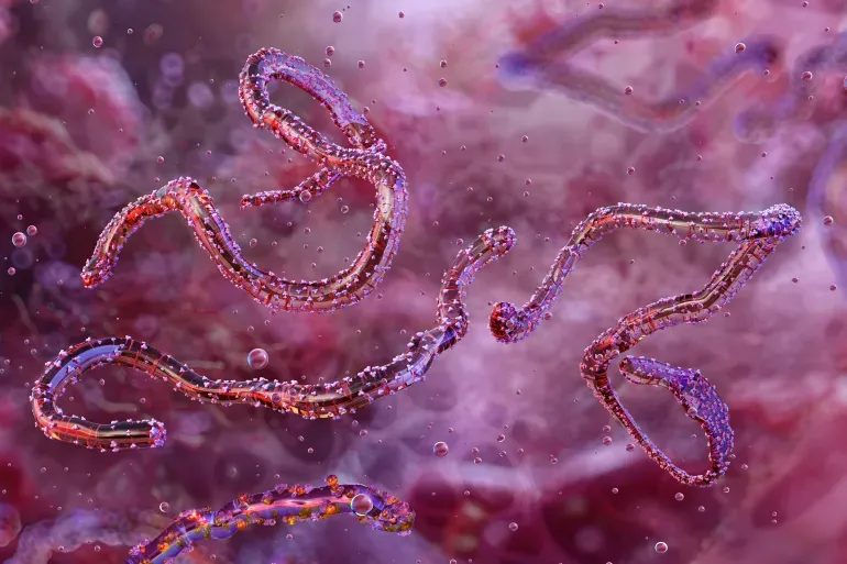 Somaliland oo qaadaysa tallaabooyin ay kaga hortagayso cudurka Marburg