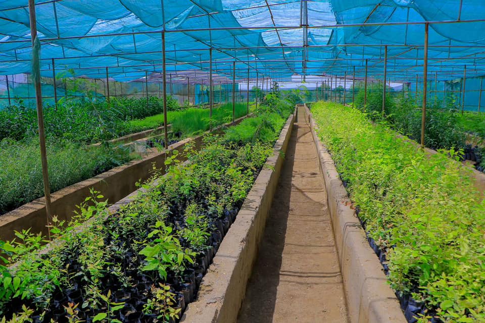 DDS oo Dardargelinaysa Dhirbeerista Cagaaran