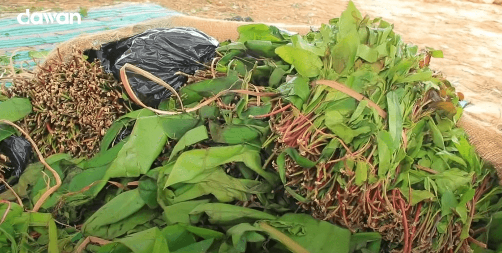 Jabuuti oo dagaal kula jirta qaadka si kontorobaan ah loosoo geliyo dalka