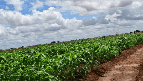 Saameynta uu roobkii dayrta ku yeeshay  beeralayda Degmada Qallaafe