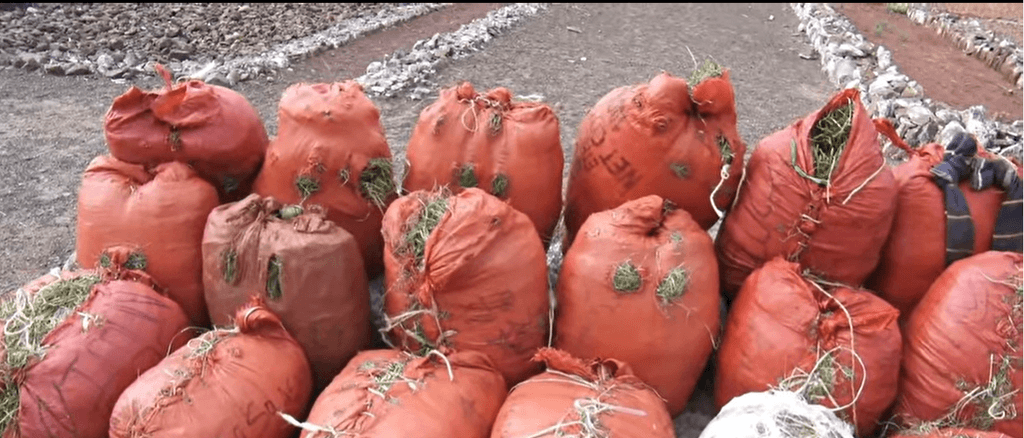Ciidamada Jabuuti oo gubay in ka badan 6,000 Kg oo qaad sharci-darro ah