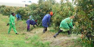 Joojinta Xilliga Dhoofinta Avokado-da ee Dekadaha Kenya.