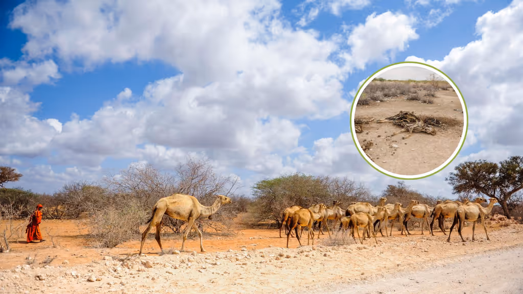 Abaar si daran u saameysay xoola-dhaqatada Mandheera