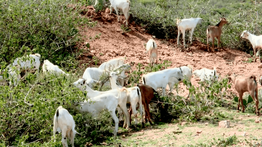 Ururka Horumarinta Soomaalida ee DDS oo xoojinaya wax-soo-saarka