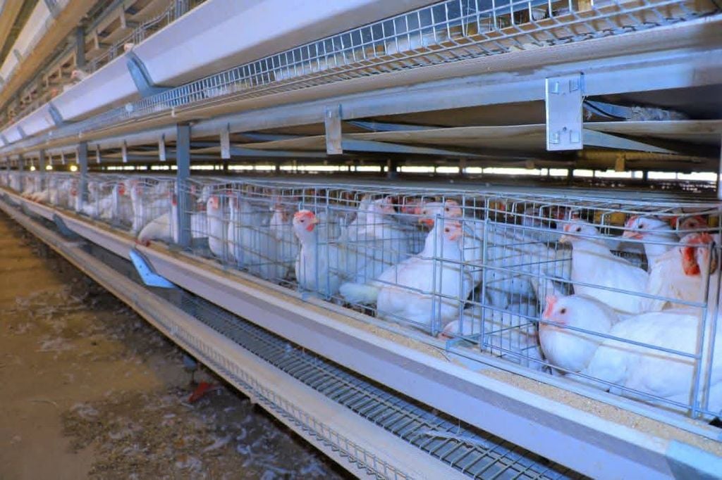 Warshad fududeysa qalliinka Digaagga oo laga hirgeliyay Dowlad Deegaanka 