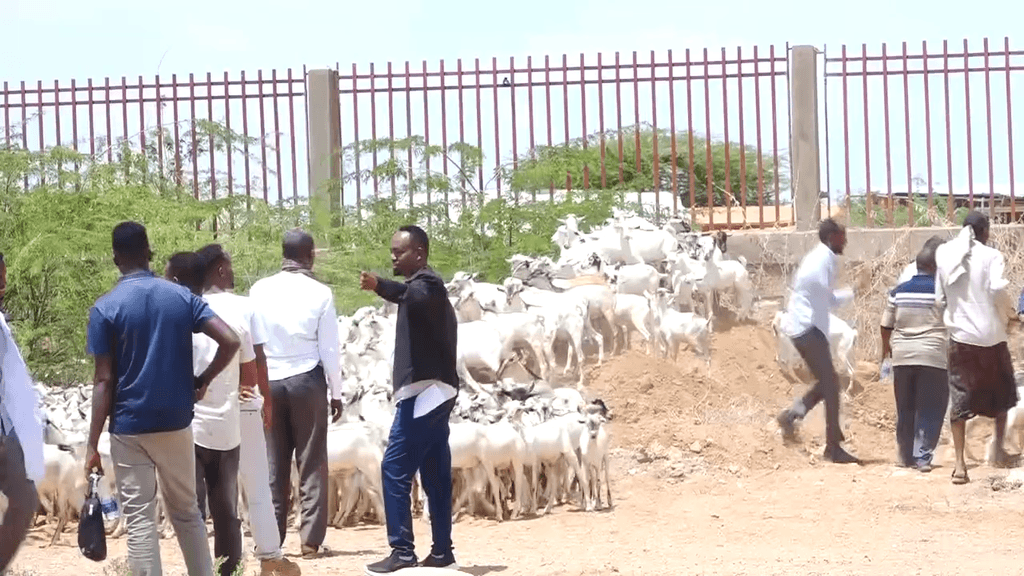 DDS oo Iskaashatooyinka dhagaxbuur oo siisay 665 Neef oo Ari ah 