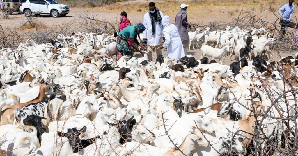 Garissa oo bilawday Ololaha Tallaalka bilaashka ah ee xoolaha