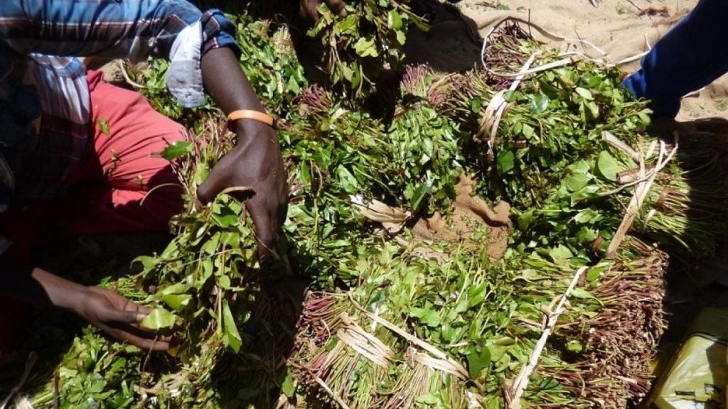 Jabuuti oo Gacanta ku Dhigtay Maandooriyaal Sharci-darro ah