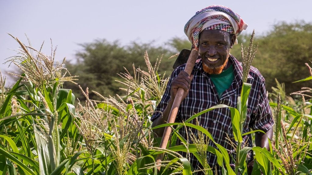 Soomaaliya oo ka digtay soo dhoofinta Dalagyada dalka laga helo