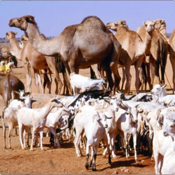 Nuucyada noolaha ee aadanuhu cuno iyo sida ay u kala horeeyaan