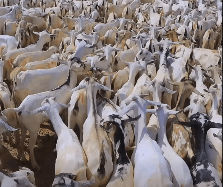 Mercy Corps oo ari ku qeybisay qoysas ku xoola beelay abaarta Dowlad Deegaanka Soomaalida 