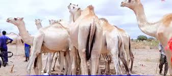 Xoolo-dhaqatada ay abaartu saameysay oo helay lacag caymis ah