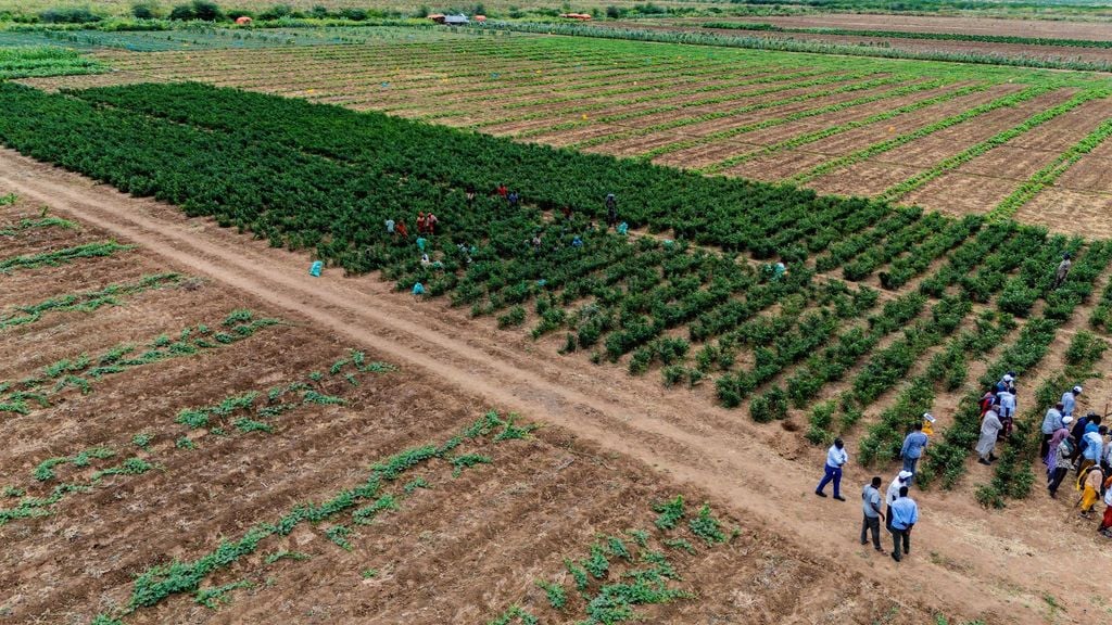 DSS oo kordhisay dakhligeeda sannadka 2024/2025