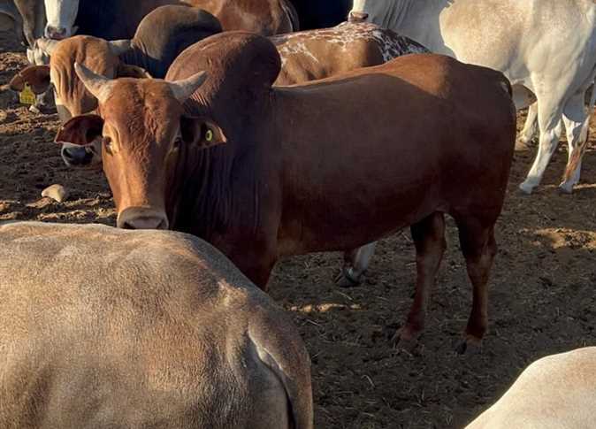 Masar oo kusoo biirtay dalalka loo dhoofiyo xoolaha nool ee Soomaaliya