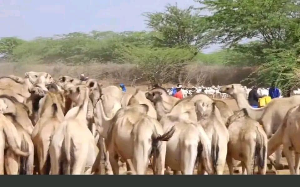 Tarminta iyo tayeynta xoolaha DDS