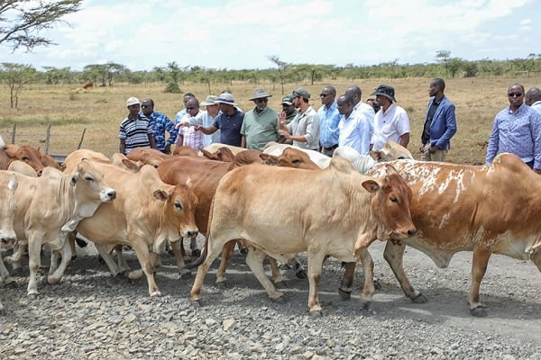 Kenya oo kordhinaysa wax soo saarka xoolaha