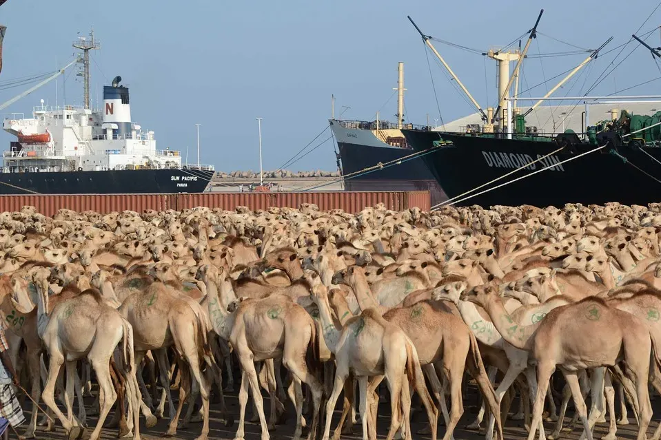 Puntland oo mamnuucday Dhoofinta Xoolaha Ka Yar Hal Sano. 